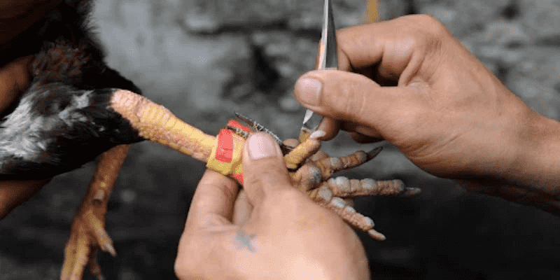Cách Nuôi Gà Đá Cựa Sắt - Chế Độ Dinh Dưỡng Và Tập Luyện