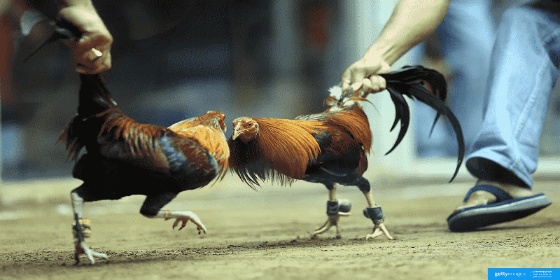 Phương pháp huấn luyện trong cách nuôi gà đá cựa sắt